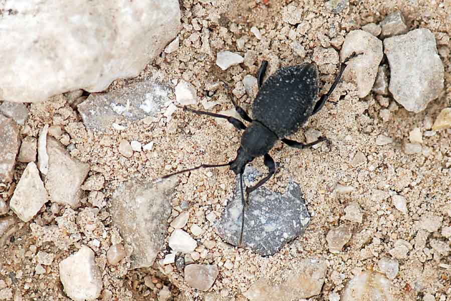 Curculionidae da ID: 5 Otiorhynchus